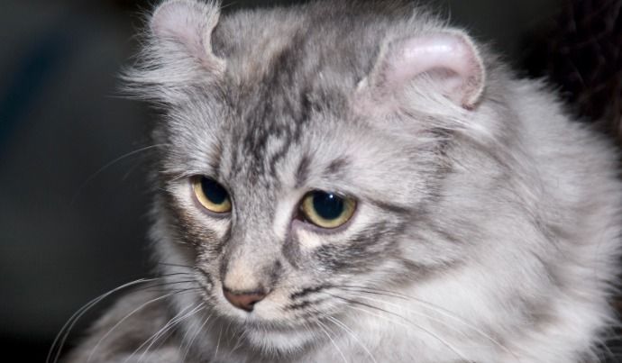 Кошки с загнутыми ушами